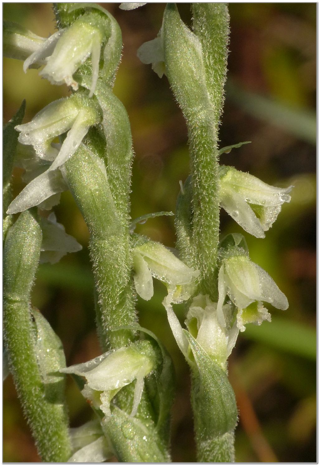 Spiranthes Spiralis (alta val di Taro)